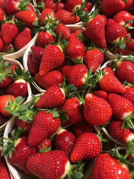 Fraise Clery BQT 500gr