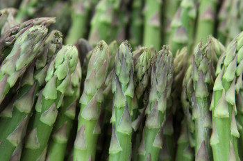 Asperge Verte