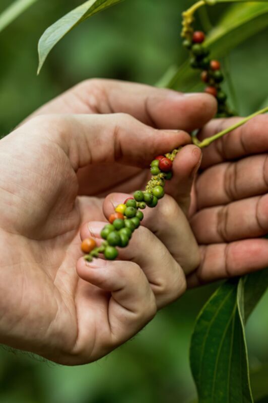 Variétés poivre du monde