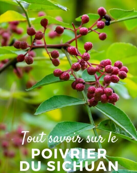 Les risques du poivre sichuan: ce que vous devez savoir