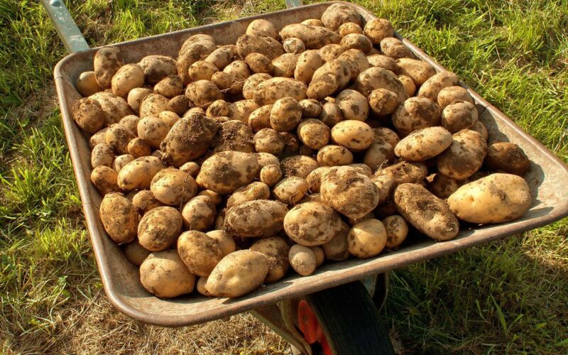 Pomme de terre Agata culture