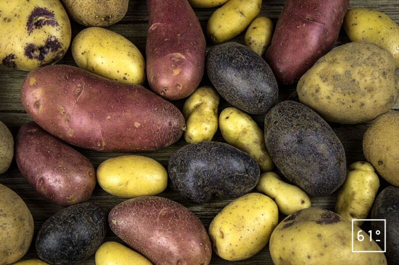 Pomme de terre Agata culture