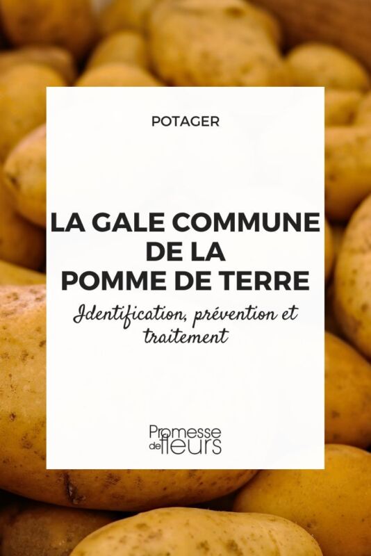 pomme de terre agata