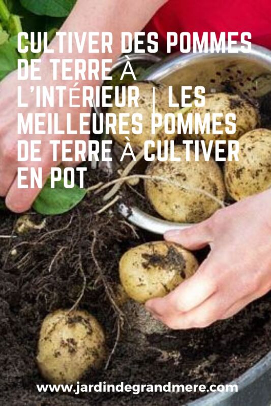 pomme de terre melody