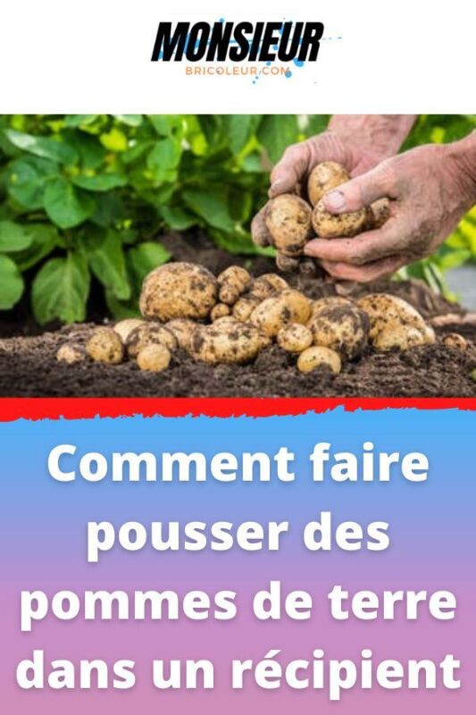 Pomme de terre Melody jardin