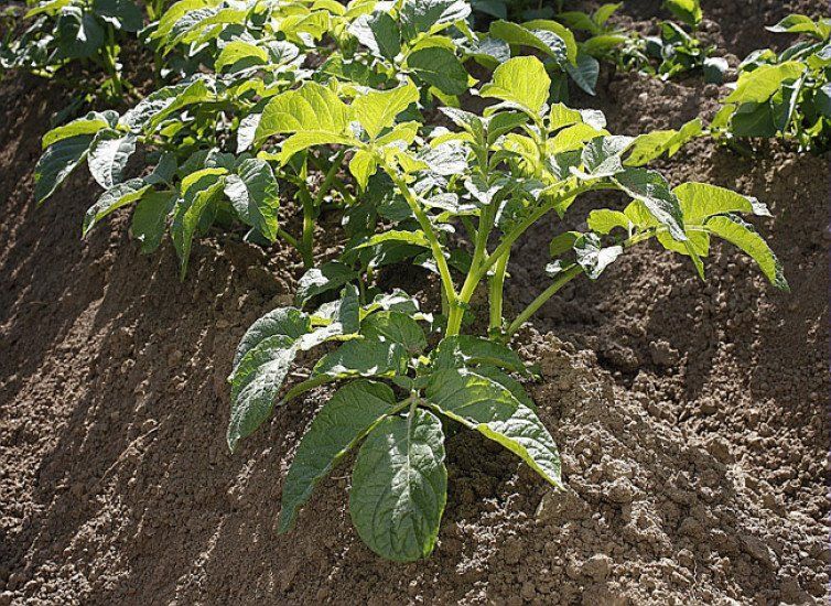 pomme de terre melody