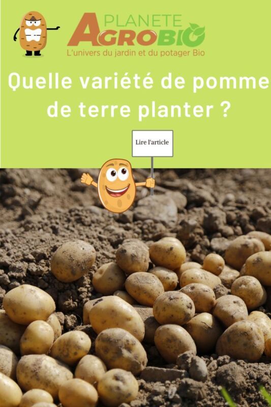 pomme de terre agata