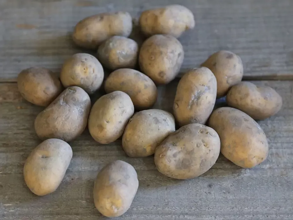 pomme de terre agata