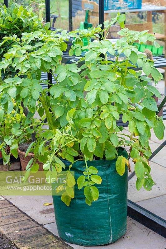 Pomme de terre Melody jardin