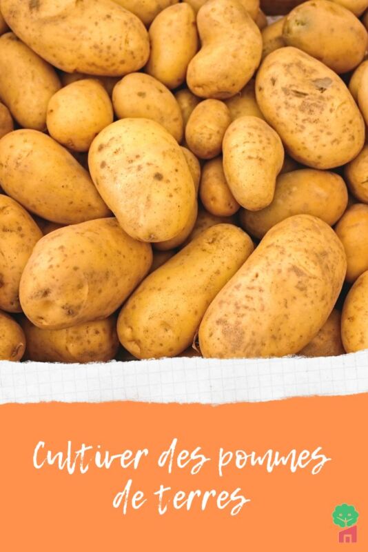 Pomme de terre Agata culture