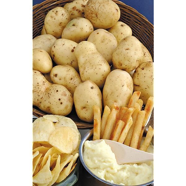 pomme de terre bintje