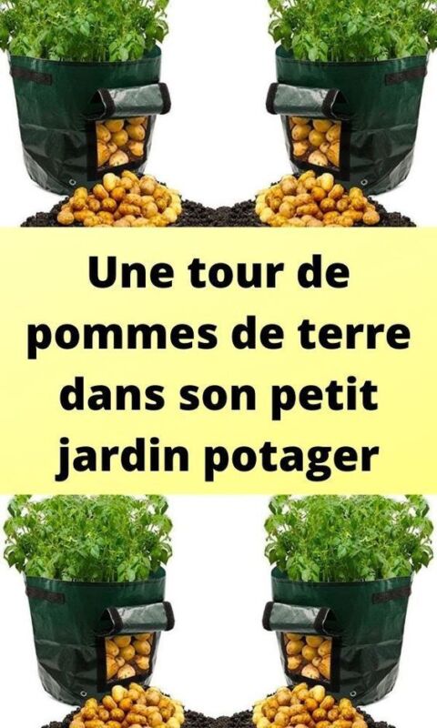 Pomme de terre Melody jardin