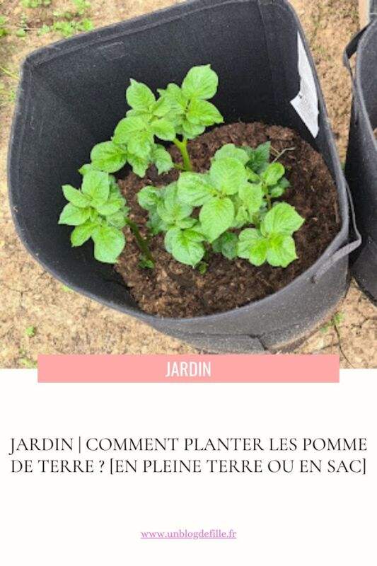 pomme de terre melody