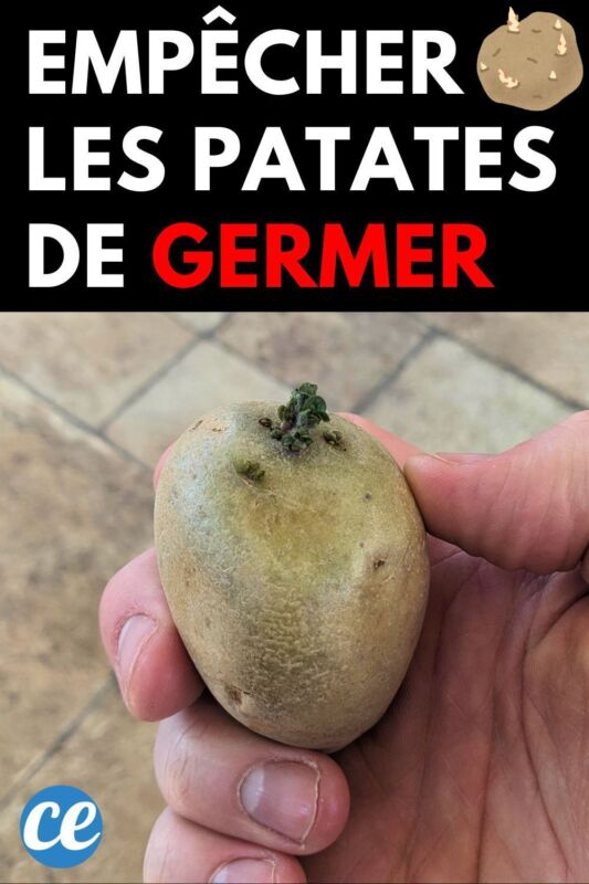Pomme de terre Agata culture