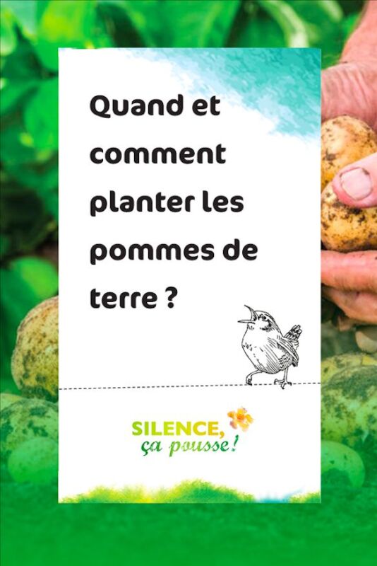 Pomme de terre Melody jardin