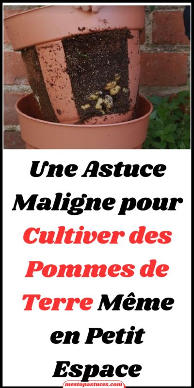 Pomme de terre Melody jardin