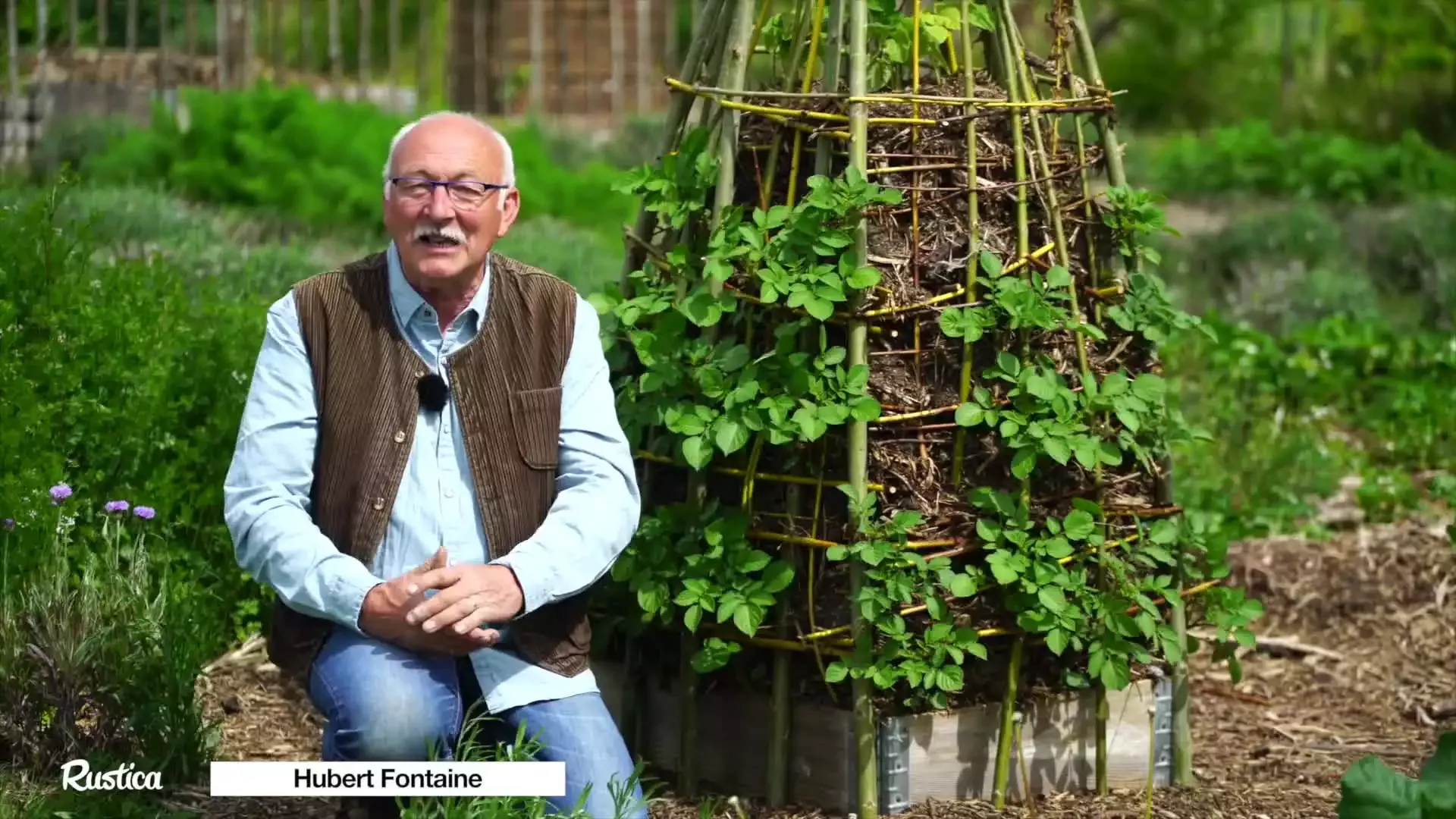 Pomme de terre Melody jardin