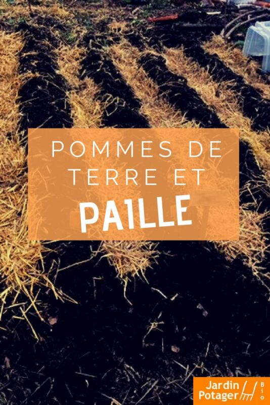 Pomme de terre Melody jardin