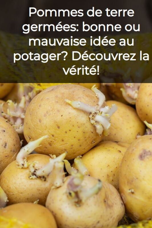 pomme de terre melody