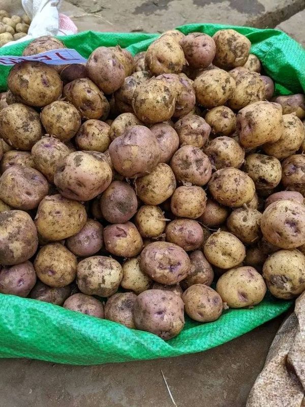 pomme de terre agata