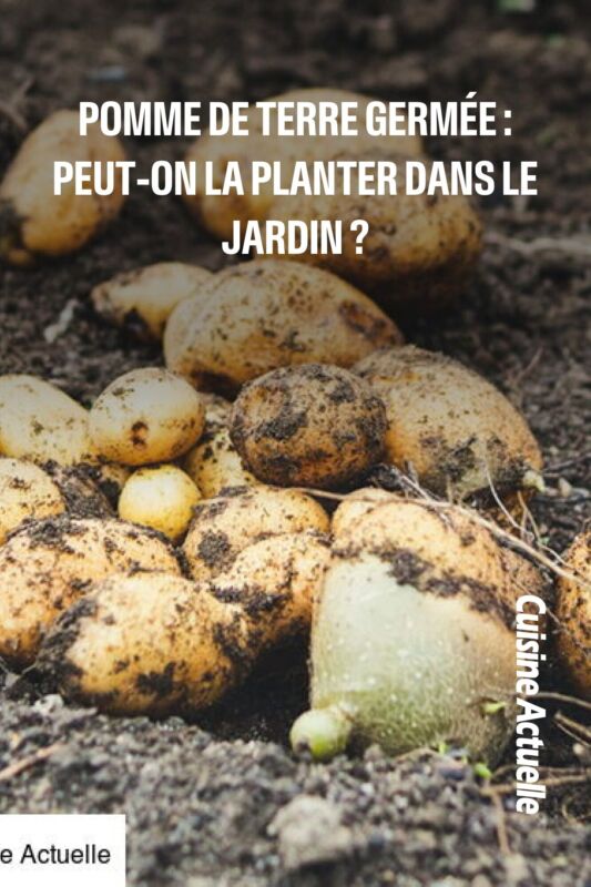 Pomme de terre Agata culture