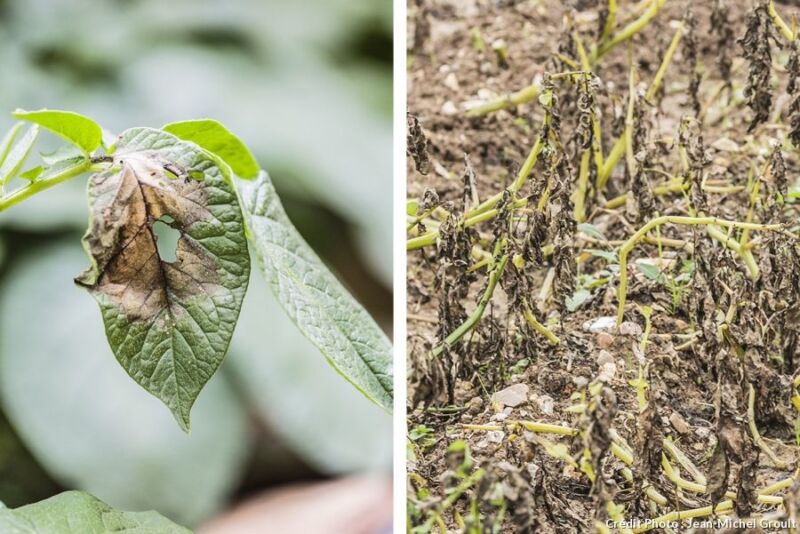 Pomme de terre melody : guide complet sur ses atouts et astuces de culture