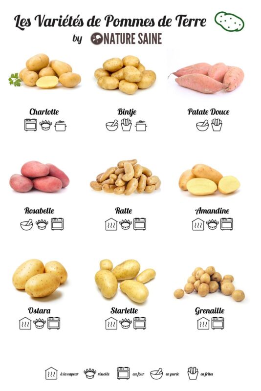 Champions variétés pommes de terre