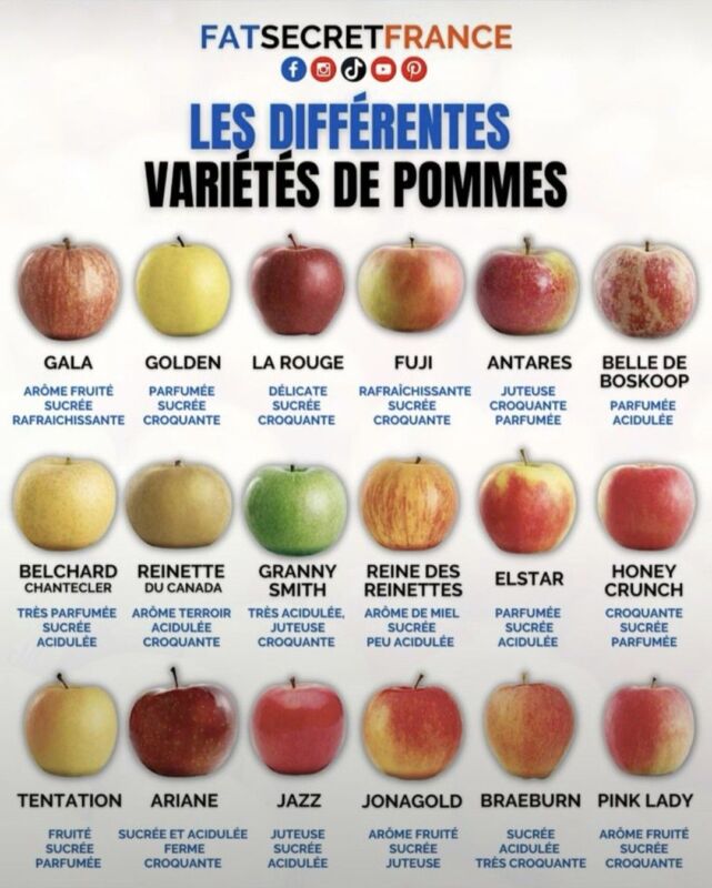 Champions variétés pommes de terre