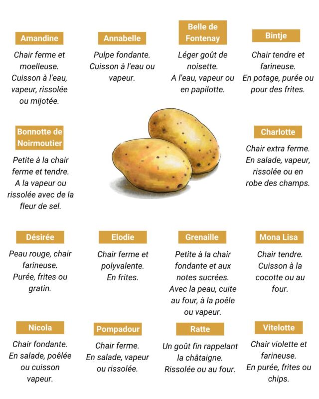 Variétés de pomme de terre