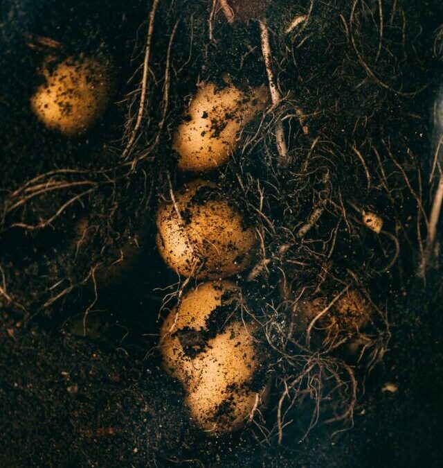 Pomme de Terre Variété Noblesse : Sublimez Vos Recettes avec Son Goût Unique