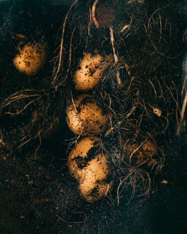 Variété Noblesse en cuisine