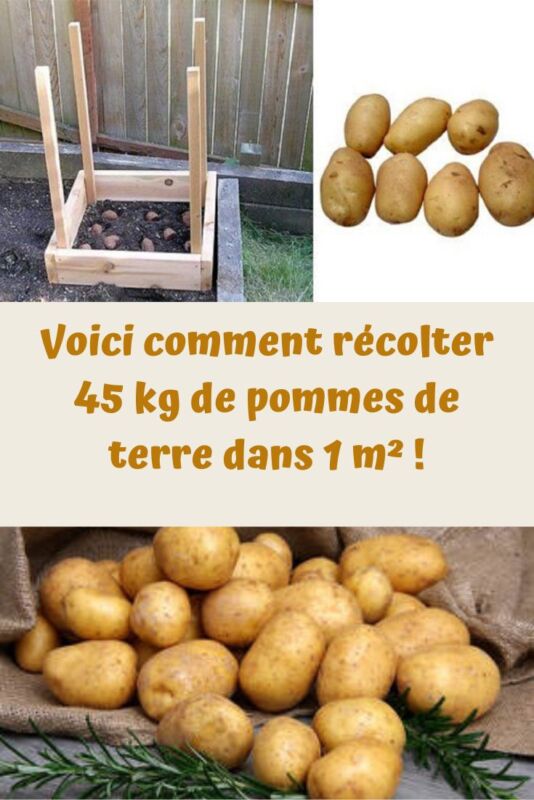 Guide PDF choix pommes