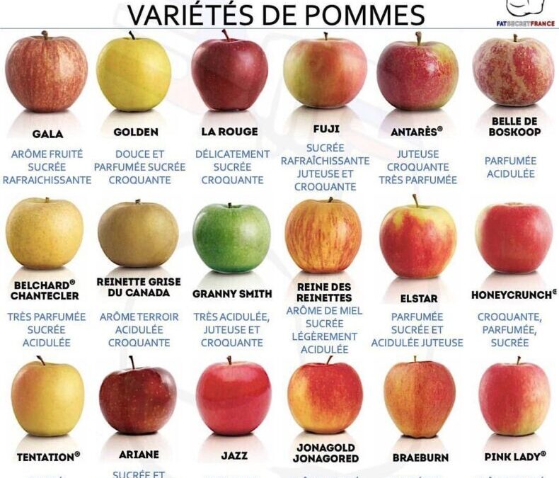 Toutes les Variétés de Pomme de Terre : Découvrez les Meilleures pour Votre Cuisine