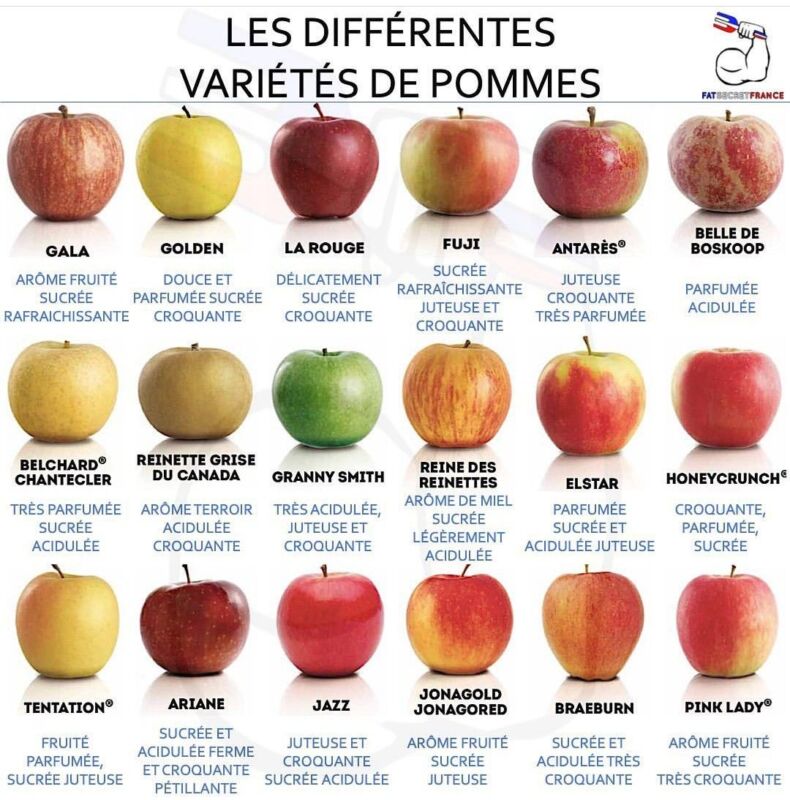 différentes sortes de pommes de terre