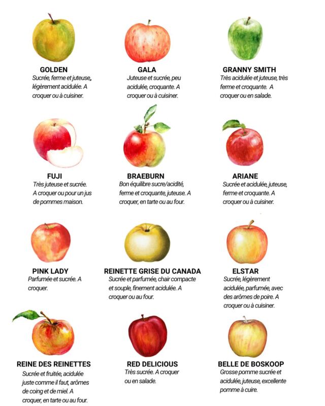 variétés de pommes de terre