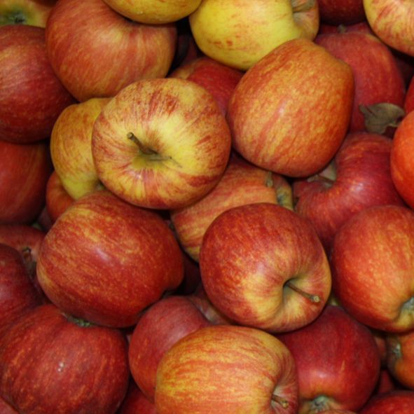 différentes sortes de pommes de terre