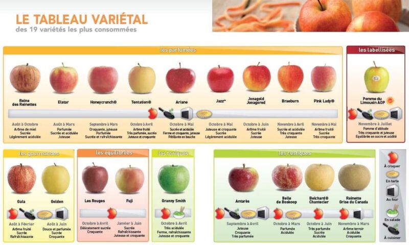 différentes sortes de pommes de terre