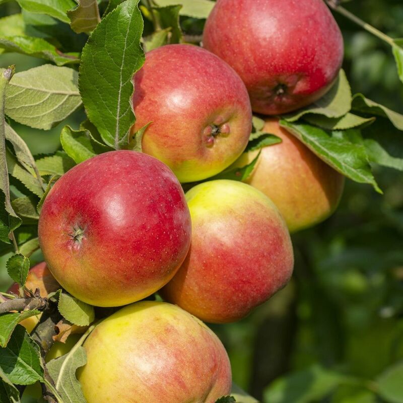 variétés de pommes de terre