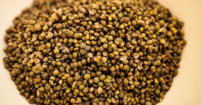 Lentilles vertes cuisson optimale