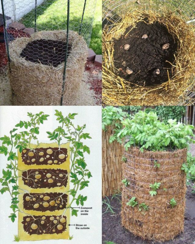 Options jardin pommes de terre