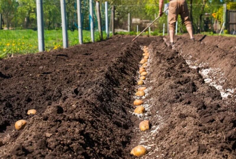 Meilleures variétés pomme de terre