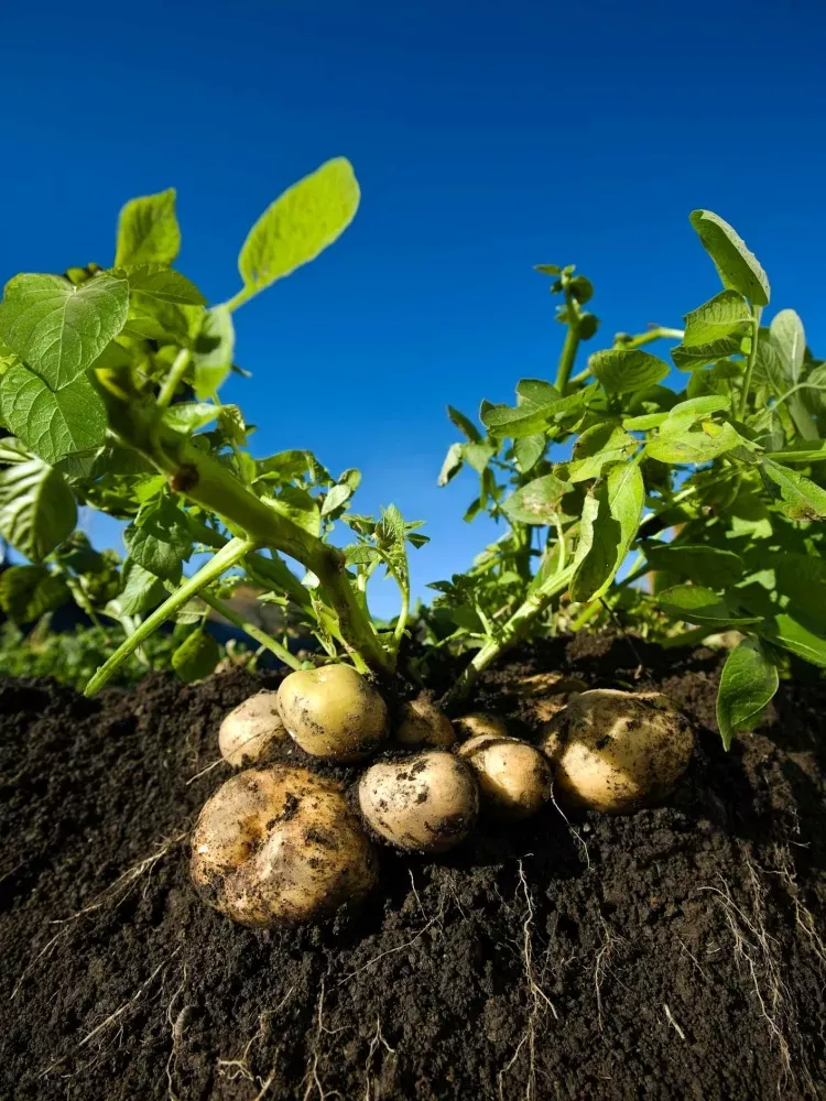 Options jardin pommes de terre