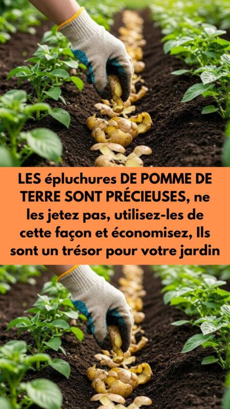 Tableau variétés pommes de terre