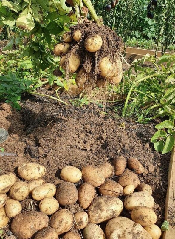 Options jardin pommes de terre