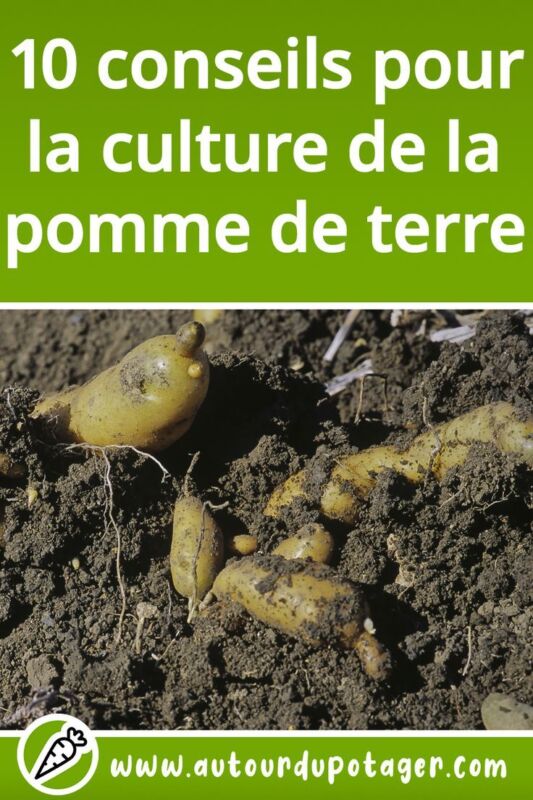 Tableau variétés pommes de terre