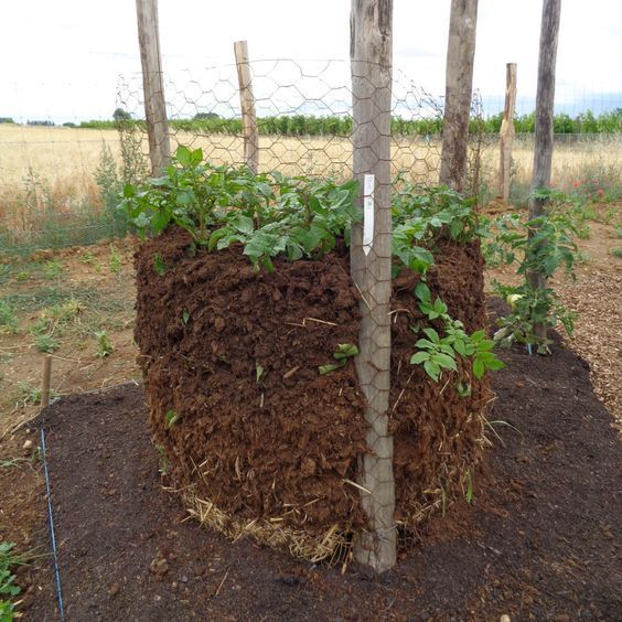 Options jardin pommes de terre