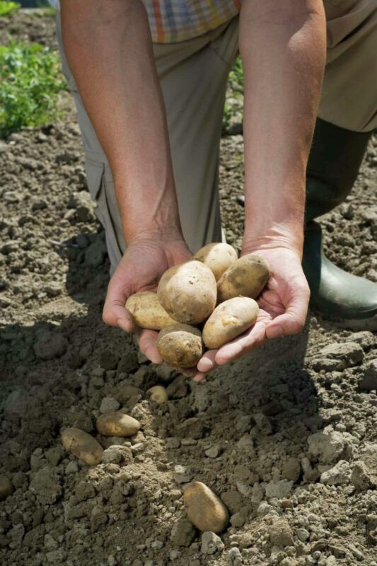Meilleures variétés pomme de terre