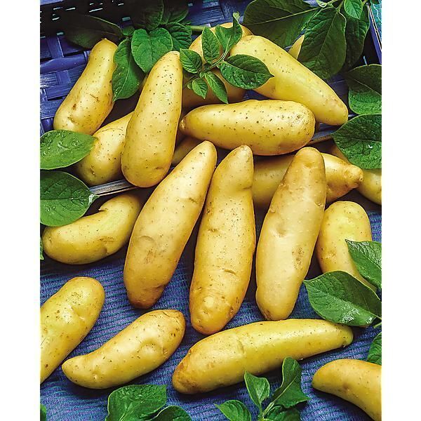 Tableau des pommes de terre précoces