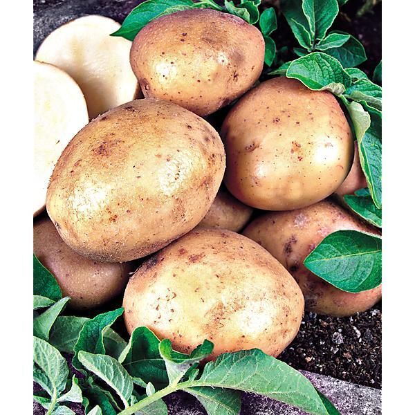Variétés précoces de pommes de terre