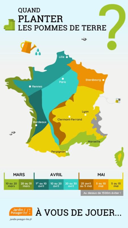 Variétés précoces de pommes de terre